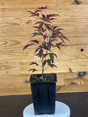 Acer Palmatum "Fire Glow" C2,4