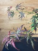 Acer Palmatum "Divine" C2,4