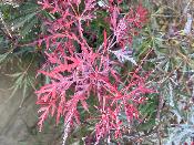 Acer Dissectum "Stella Rossa" C45