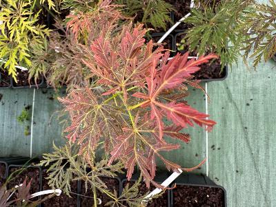 Acer Dissectum "Pendulum Julian"