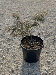 Acer Dissectum "Garnet" C10