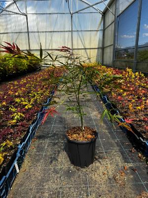 Acer Palmatum "Villa Tarento" C5