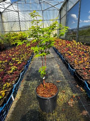 Acer Palmatum "Sangokaku" C5