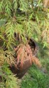 Acer Dissectum "Red Automn Lace" C2,4