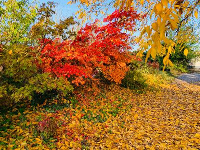 Acer Japonicum "Aconitifolium" C45