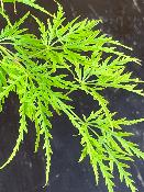 Acer Dissectum "Green Lace" C2,4
