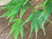 Acer Palmatum "Nicholsonii" C30