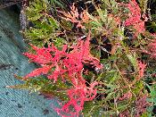 Acer Dissectum "Beni Shidare" C2,4