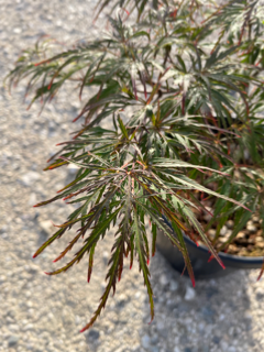 Acer Dissectum "Garnet" C10