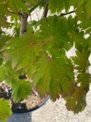 Acer Japonicum "Vitifolium" C45