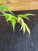 Acer Palmatum "Nicholsonii" C2,4