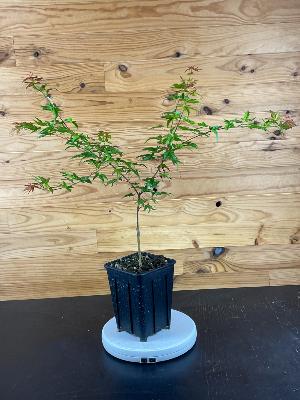 Acer Palmatum "Seigen" C2,4