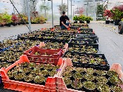 Acer Palmatum "Semis" C10
