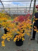Acer Palmatum "Semis" C45