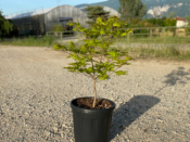 Acer Shirasawanum "Autumn Moon" C25