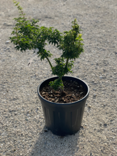 Acer Palmatum "Shishigashira" C12 Déco