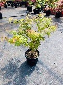 Acer Palmatum "Semis" C10