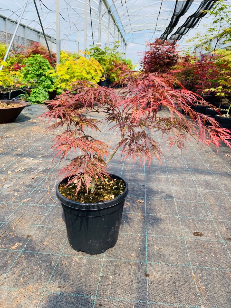 Acer Dissectum \