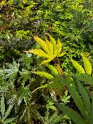 Acer Palmatum "Nicholsonii" C5
