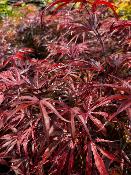 Acer Palmatum "Peve Dave" C5
