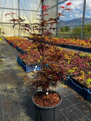 Acer Palmatum "Skeeter's Broom" C5