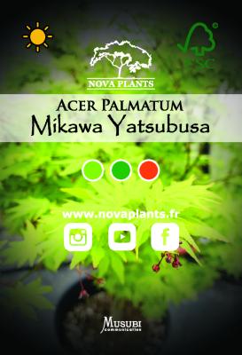 Acer Palmatum "Mikawa Yatsubusa" C12 Déco