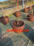 Acer Dissectum "Rubrifolium" C12 Déco