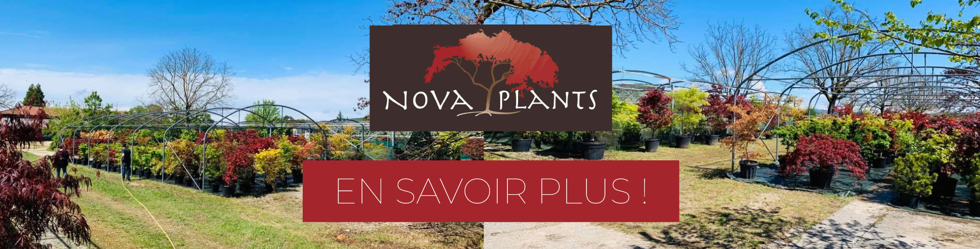 En savoir plus Nova plants